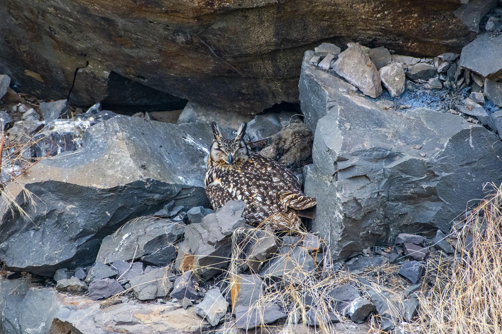 Indian eagle owl (1)
